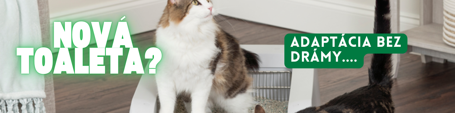 mačacia toaleta